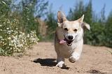 CORGI PEMBROKE 045
